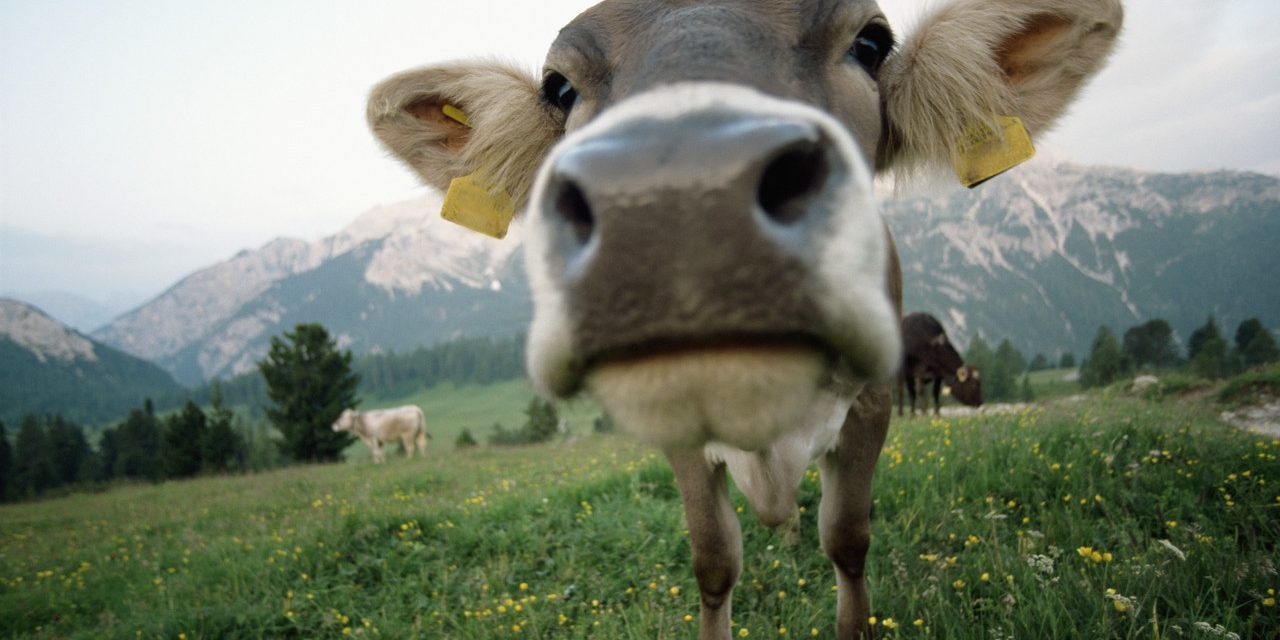 Alpine Cow